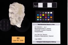 Foto (Objekt + Etikett) von Mesoparapylocheles sp.  (NHMW-GEO-2017-0093-0013)